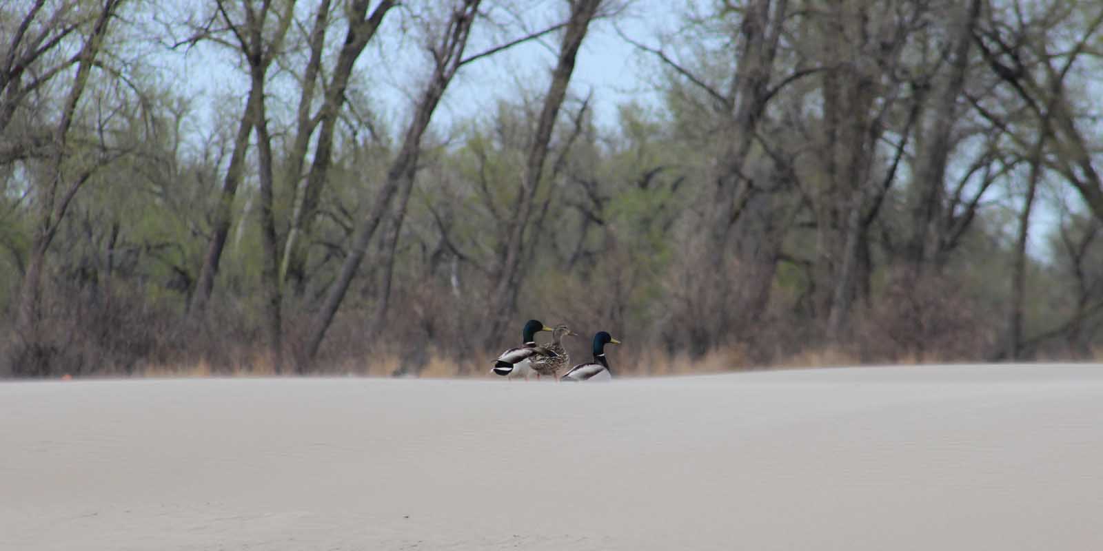 Mallards Spring on Sandbar